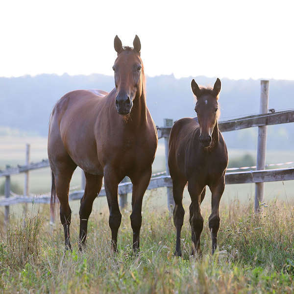 maikku-ja-varsa web 2021.jpeg