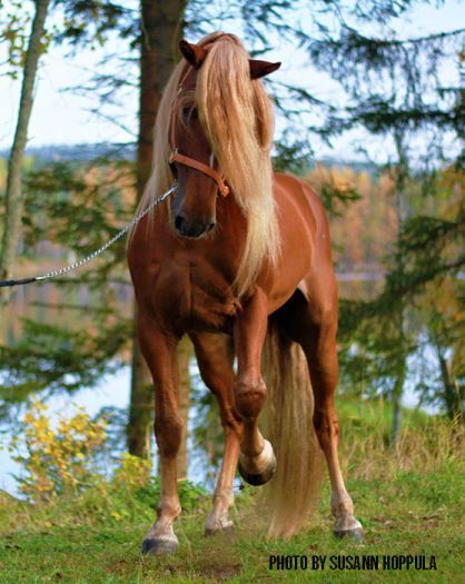 Hevillä ja Jaana Tarvainen.jpg